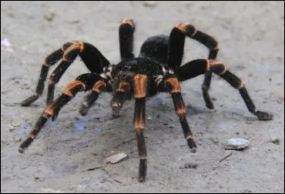 Quelle est cette araignée mythique, supposée plonger sa victime dans un coma qui conduit à la mort ?