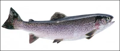 Quel est ce poisson de la famille des salmonidés qui vit dans les eaux claires et vives, apprécié pour ses qualités gustatives ?