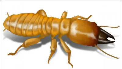 Quel est cet insecte ravageur se nourrissant surtout de bois; il colonise et dévore les charpentes ?