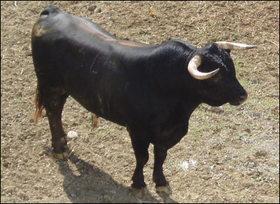 Quelle est cette race bovine espagnole élevée pour les spectacles de tauromachie ?