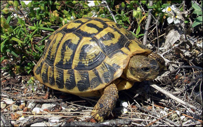 Quelle est cette espèce de tortue terrestre, la plus répandue en France et dont la carapace est fortement bombée ?