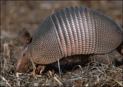 Quel est ce mammifère placentaire reconnaissable à ses plaques cornées qui forment une carapace défensive ?