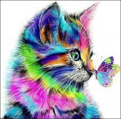 Tu préfères les chats de couleur :