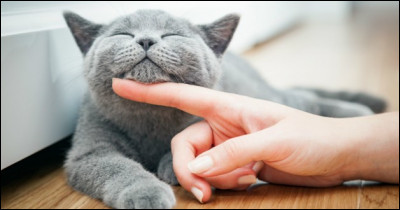 Mets-toi dans la peau d'un chat. Aimerais-tu te faire beaucoup caresser par ton propriétaire ?
