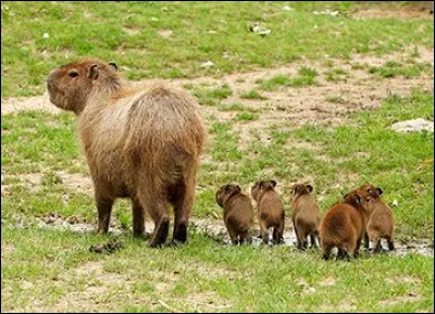 Lequel de ces deux rongeurs est-il le plus gros rongeur au monde ?