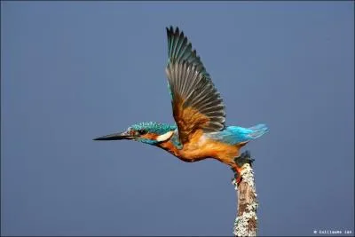 Cet oiseau se nourrit de :