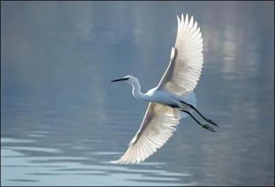 Quel est cet oiseau ?