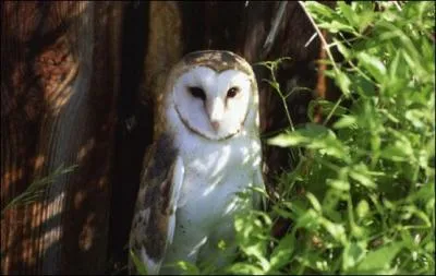 Quel est cet oiseau ?