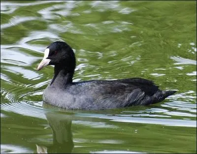 Le Foulque Macroule n'est pas un canard car :