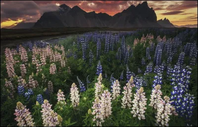 Complétez : 
"Ljóshærða flóðið með lokkinn svo..."
