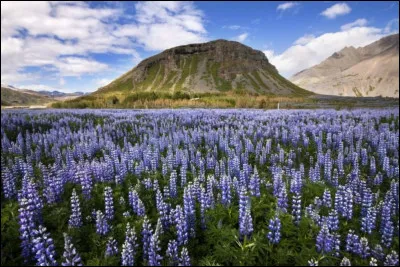 Complétez : 
"Læst hennar blóðbönd í..."