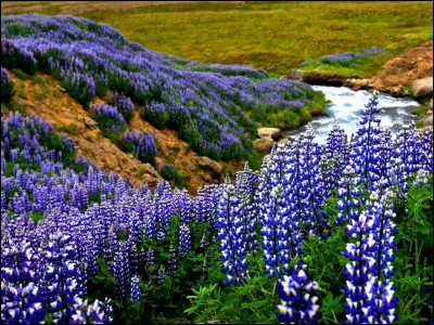 Complétez : 
"Þa blés von um..."