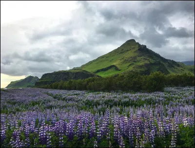 Complétez : 
"Ég veit ekki hvar hún bernskunni..."