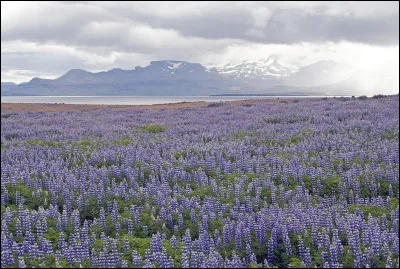 Complétez : 
"Varla neina vá hún..."