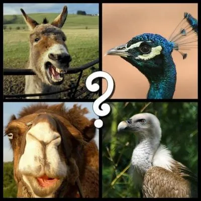 'Blatrer' signifie crier en parlant :