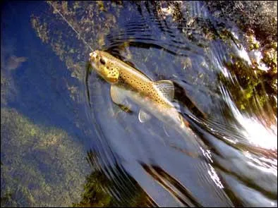 Parmi ces poissons, lequel vit dans les torrents ?