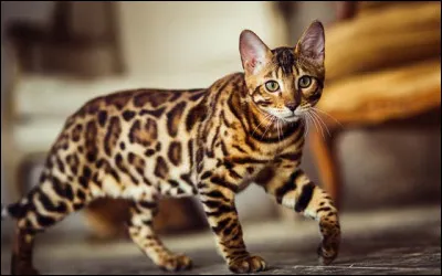 De quel croisement vient le Bengal ?