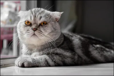 Quand est apparu le scottish fold ?