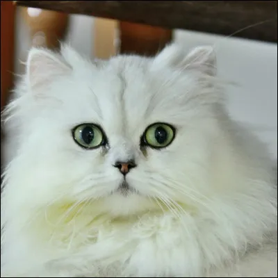 De quel pays le persan a-t-il été importé ?