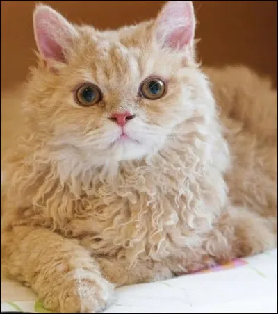 Pourquoi le selkirk rex se surnomme-t-il rex ?