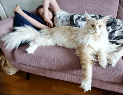 De quel croisement vient le maine coon ?