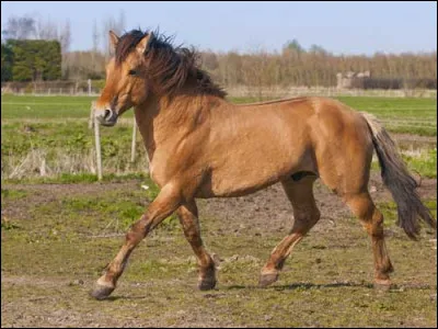 Le henson est-il français ?