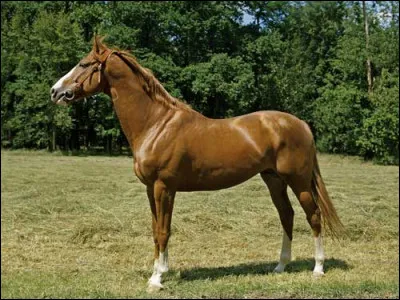 L'anglo-arabe fait-il 700 kilos ?