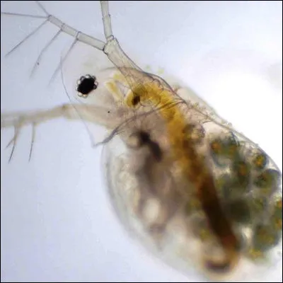Quel petit crustac&eacute; est &eacute;galement appel&eacute; puce d�eau ?
