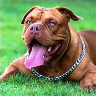 Quel chien de type molosso&iuml;de se caract&eacute;rise par sa peau ample qui retombe en plis ?