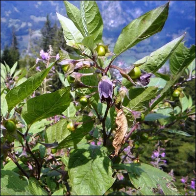 Quelle plante toxique est utilis&eacute;e pour dilater la pupille de l��il ?