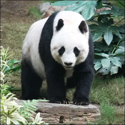 Quelle organisation environnementale fond&eacute;e en 1961 a un panda pour logo ?