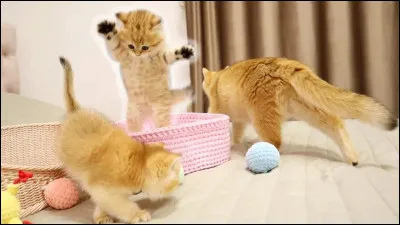 Ton chaton a abimé ton canapé avec ses griffes.