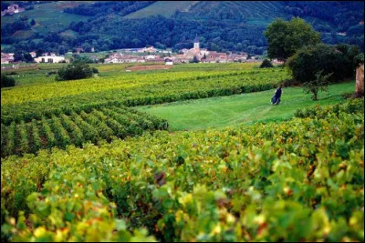 Le saint-amour est un vin ...