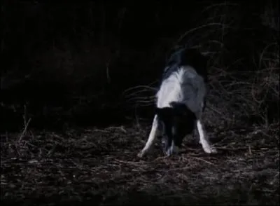 A qui appartient Brutus ?