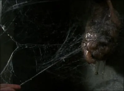 Que cache ce coccon ?