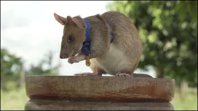 Je suis le rat de Ron.