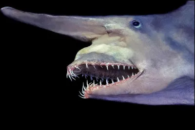 Comment est surnommé le requin-lutin ?