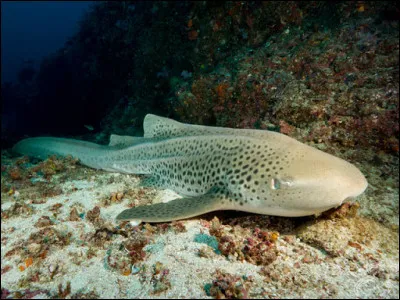 Comment est surnommé le requin-léopard ?