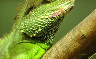 Quiz Reptiles