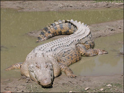 Le crocodile marin est-il le plus gros reptile ?