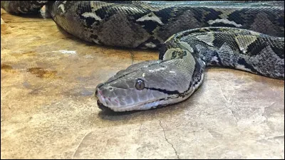 Le python réticulé a-t-il une ponte de 80 ufs par an ?