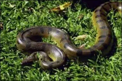 Le grand anaconda est-il le plus grand serpent du monde ?