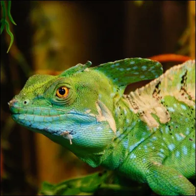 Le basilic vert est-il surnommé "lézard Jésus" ?