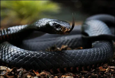 Le mamba noir ne sait pas nager :