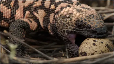 Le monstre de Gila pèse-t-il 1 tonne ?
