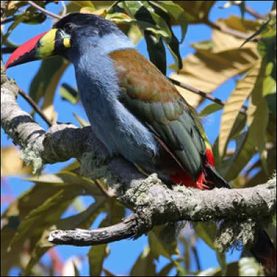 Comment s'appelle cet oiseau ?
