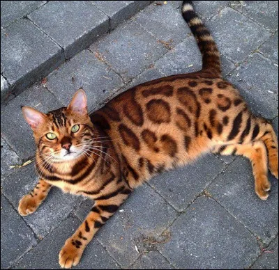 Quel pelage aimes-tu chez les chats ?