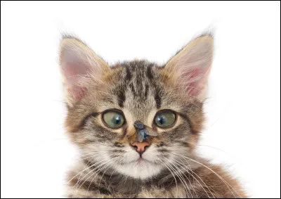 Pour départager rapidement, aimes-tu les mouches ?