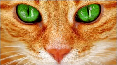 Est-ce un chat joueur ?