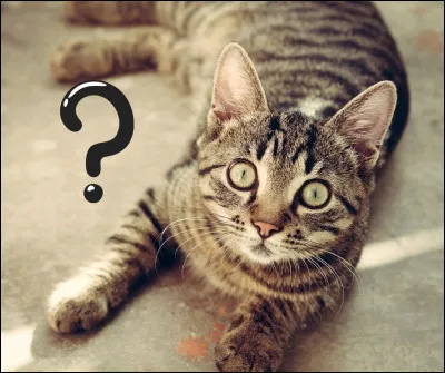 Quels animaux faut-il pour faire un maine coon ?
Tu vas être surpris !